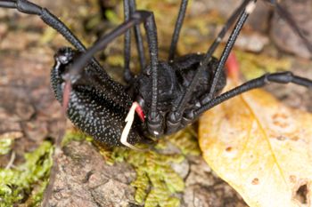 Media type: image; Invertebrate Zoology 29274